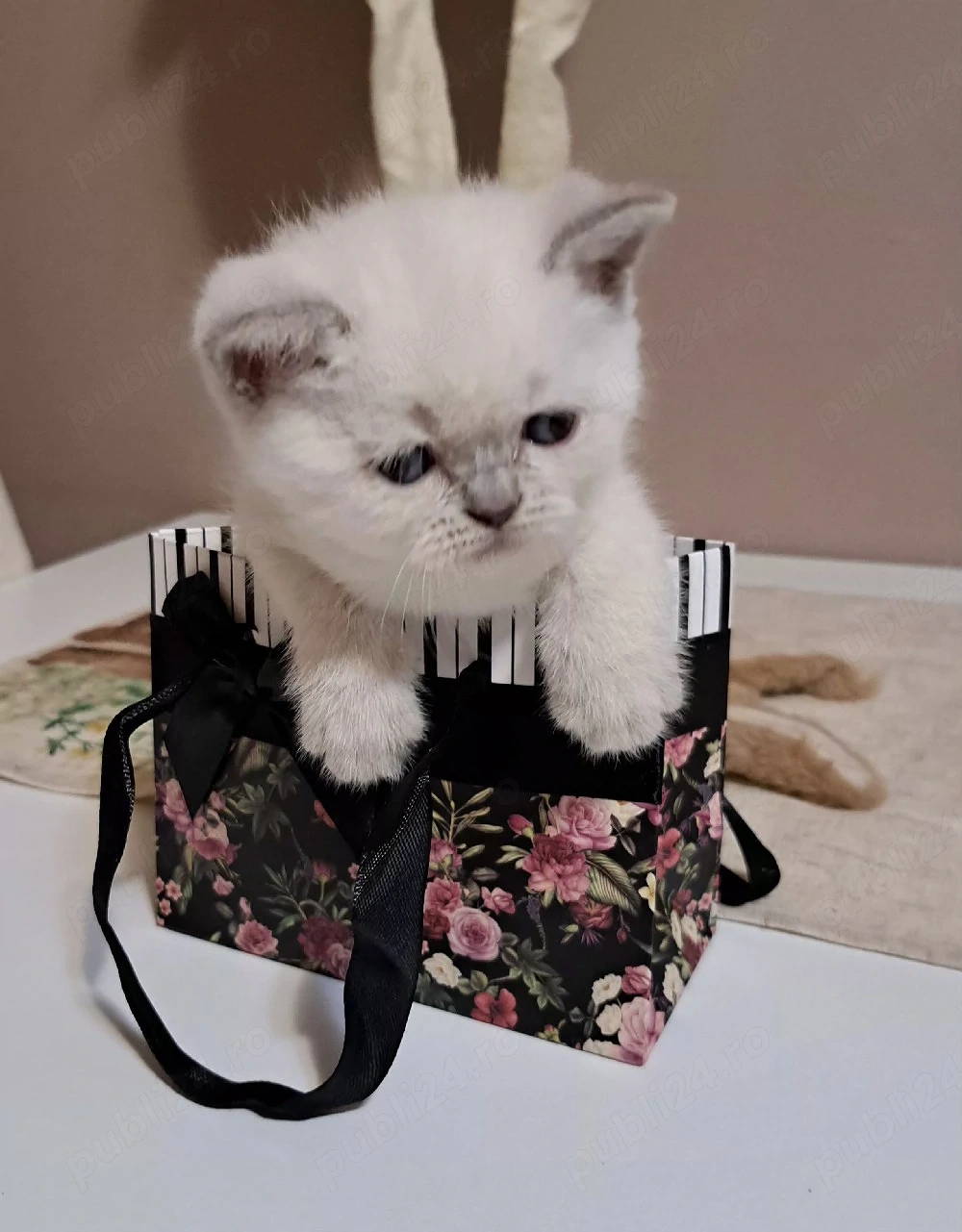 British shorthair colorpoint 