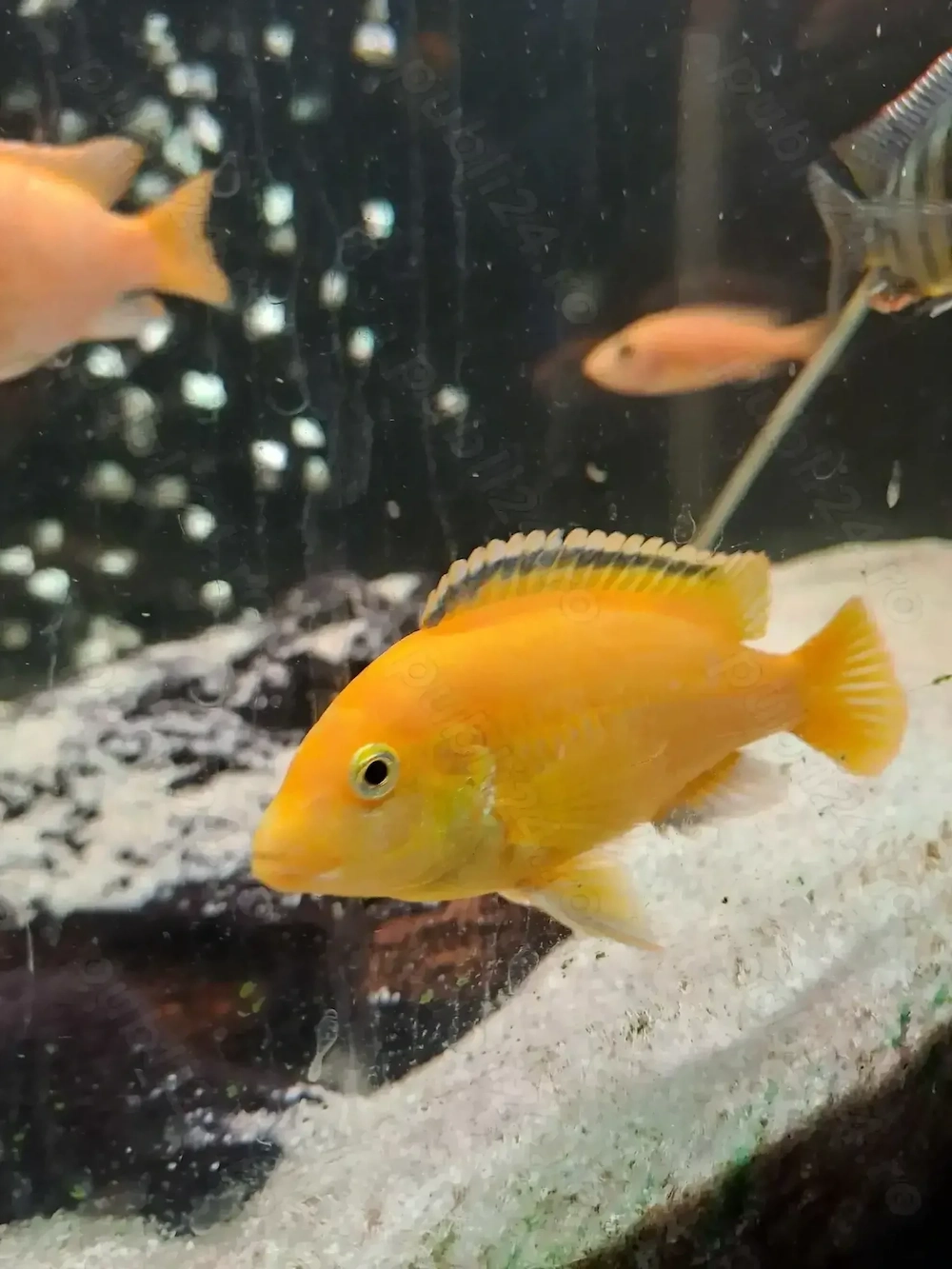 Vând acvariu de 500 l cu ciclide complet utilat 