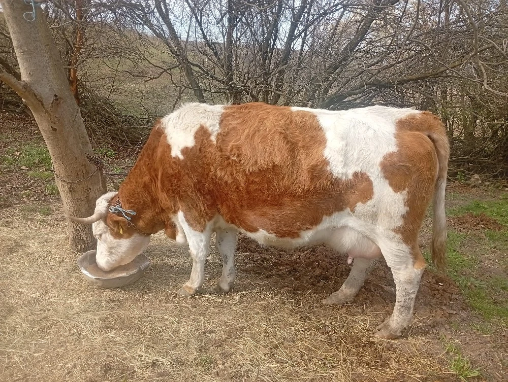 Văcuțe juninci vițele 