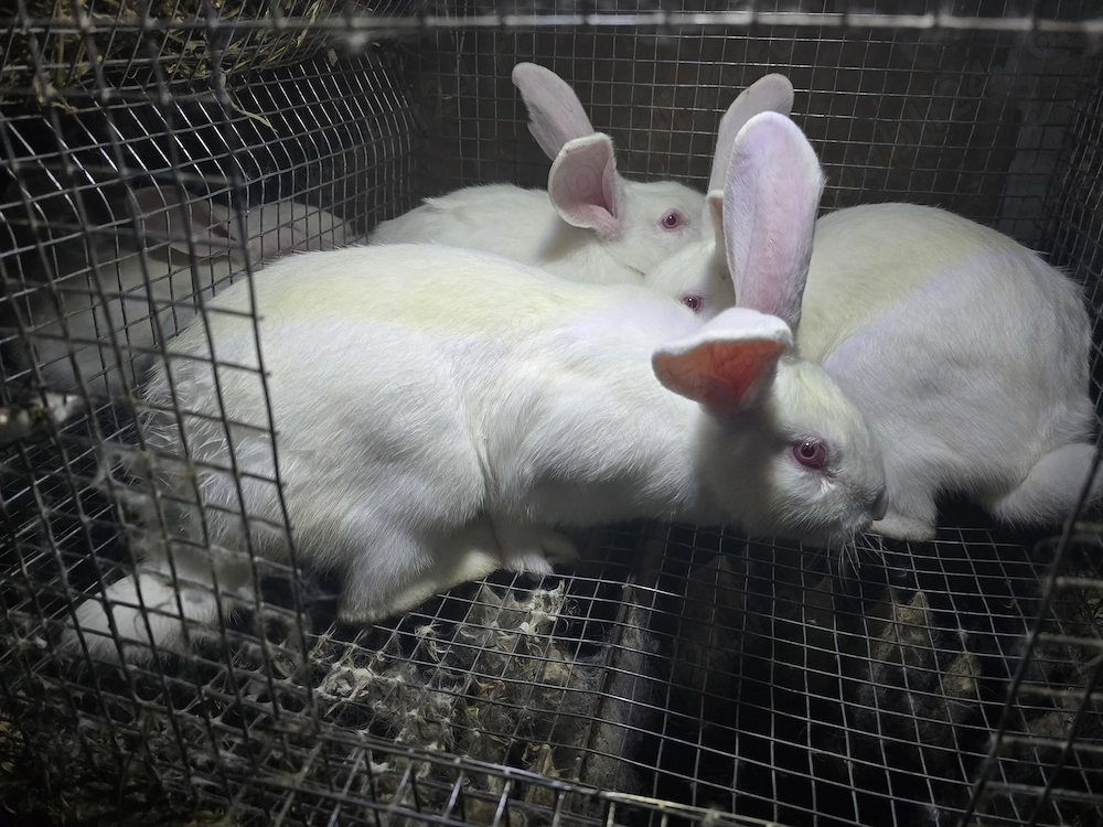 Iepuri carne Alb Pannon si Hycole francez