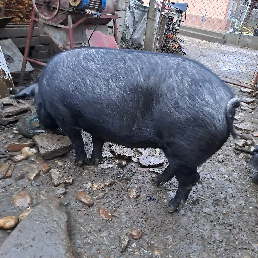 Scrofița de vânzare 