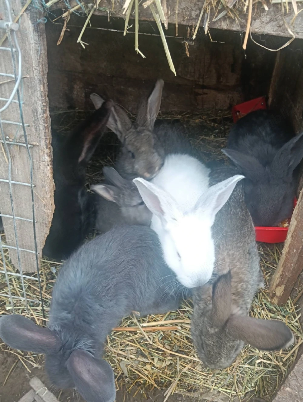 vand iepurași fluture german 