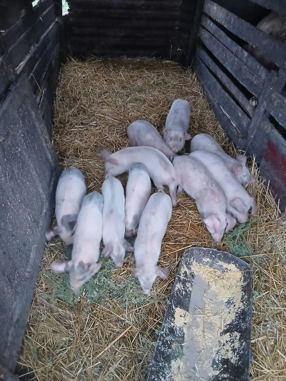 De Vânzare  11 bucăți vacinați mânca orice bobe făină etc 