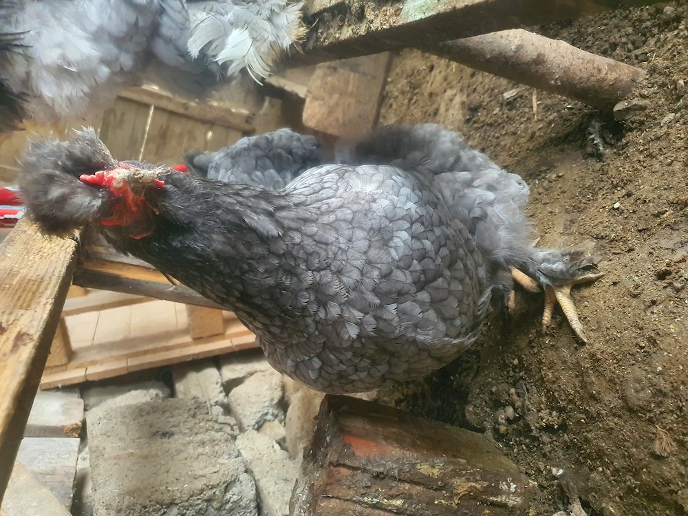 Familie 3+1 Cauta alta casă 