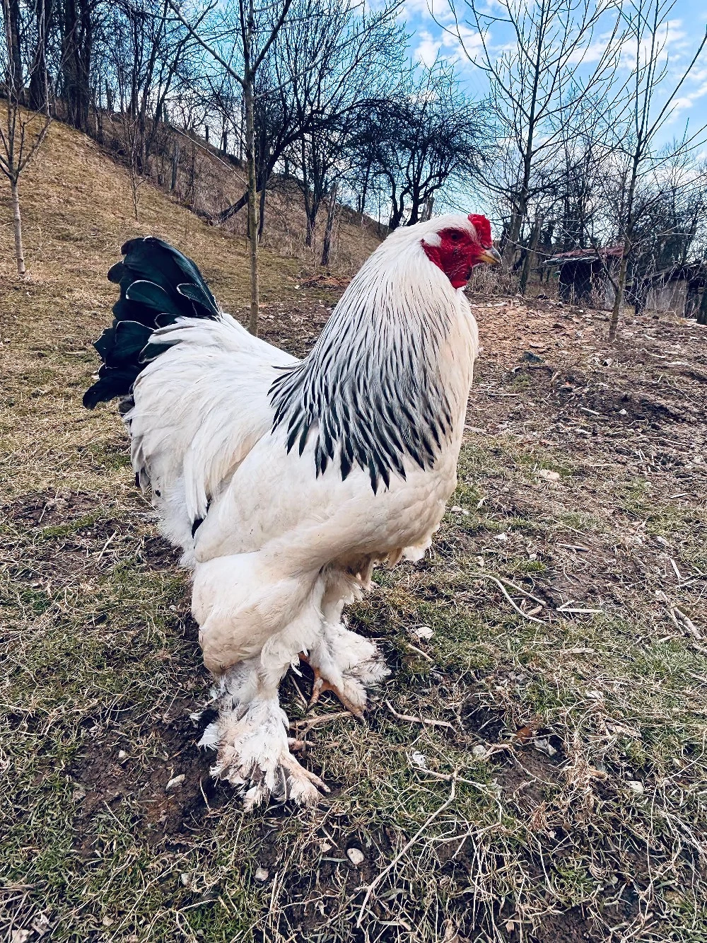 Vând ouă Brahma HD 