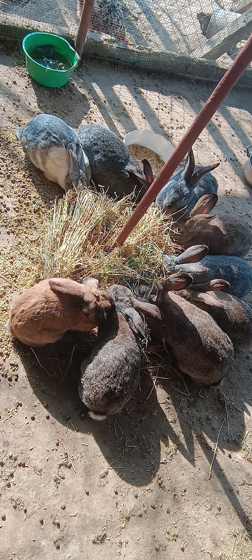 Vând iepurii la carcasă 