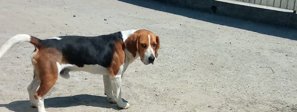 Beagle mascul tricolor 