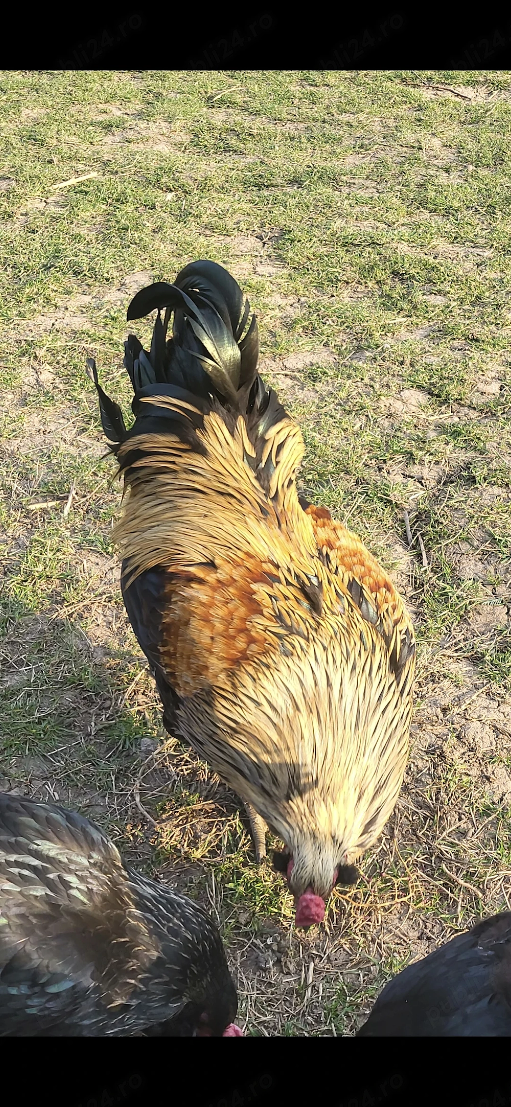 Vand oua Ameraucana pt incubat