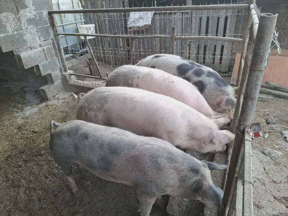 Vând porci!