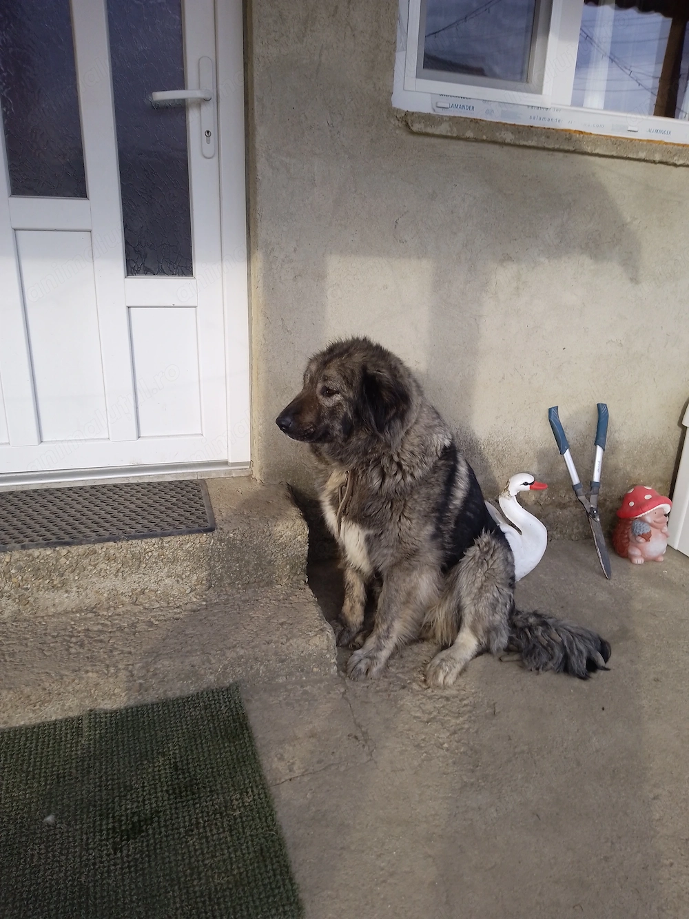 Cățea caucazian frumoasa 