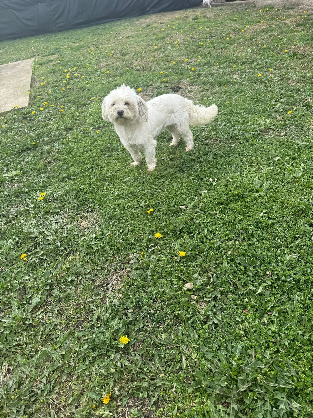 De vinzare bisoni maltezi 2femele 