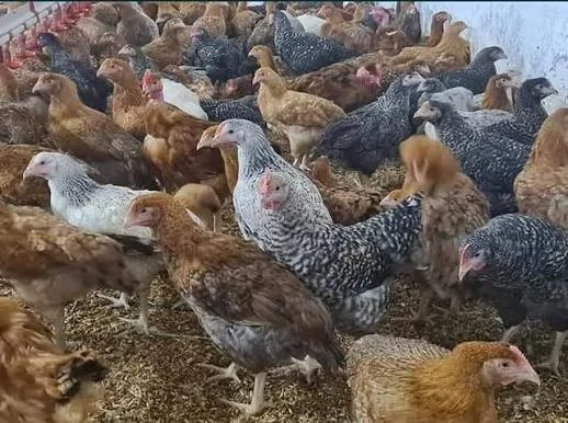 Pui de vanzare Porumbac,Kabir,si de carne Focsani