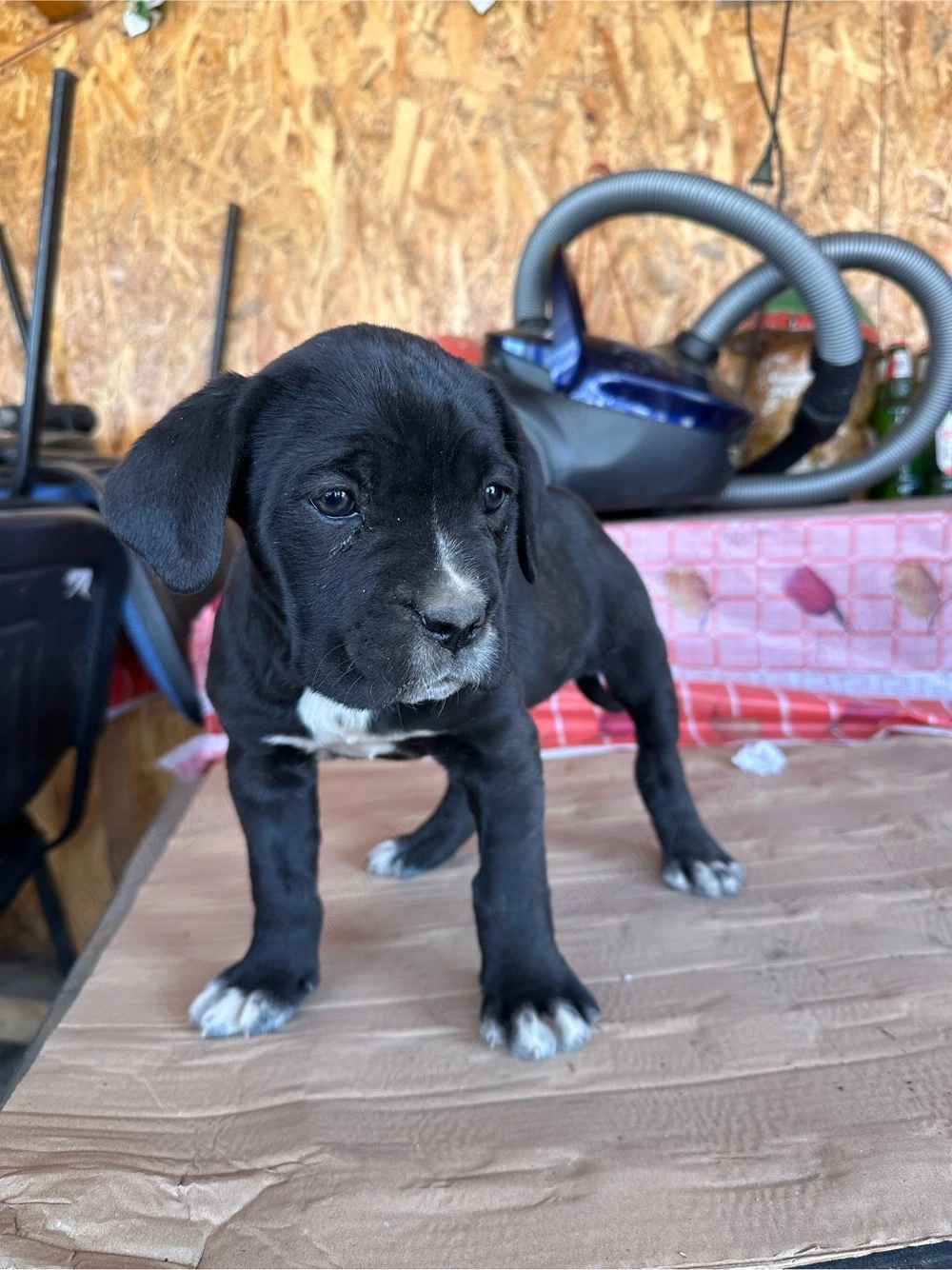 Cățelușă CaneCorso