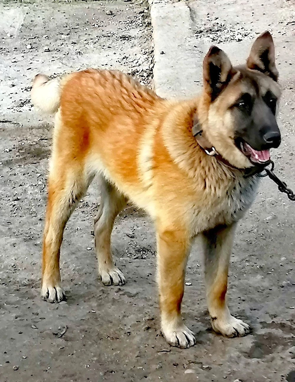 "DONEZ" Cobănesc belgian Malinois 