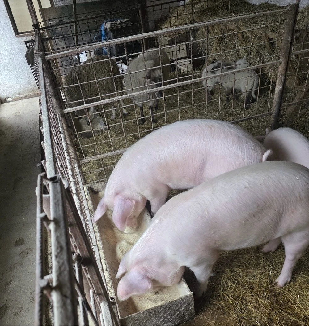 Porci de vanzare