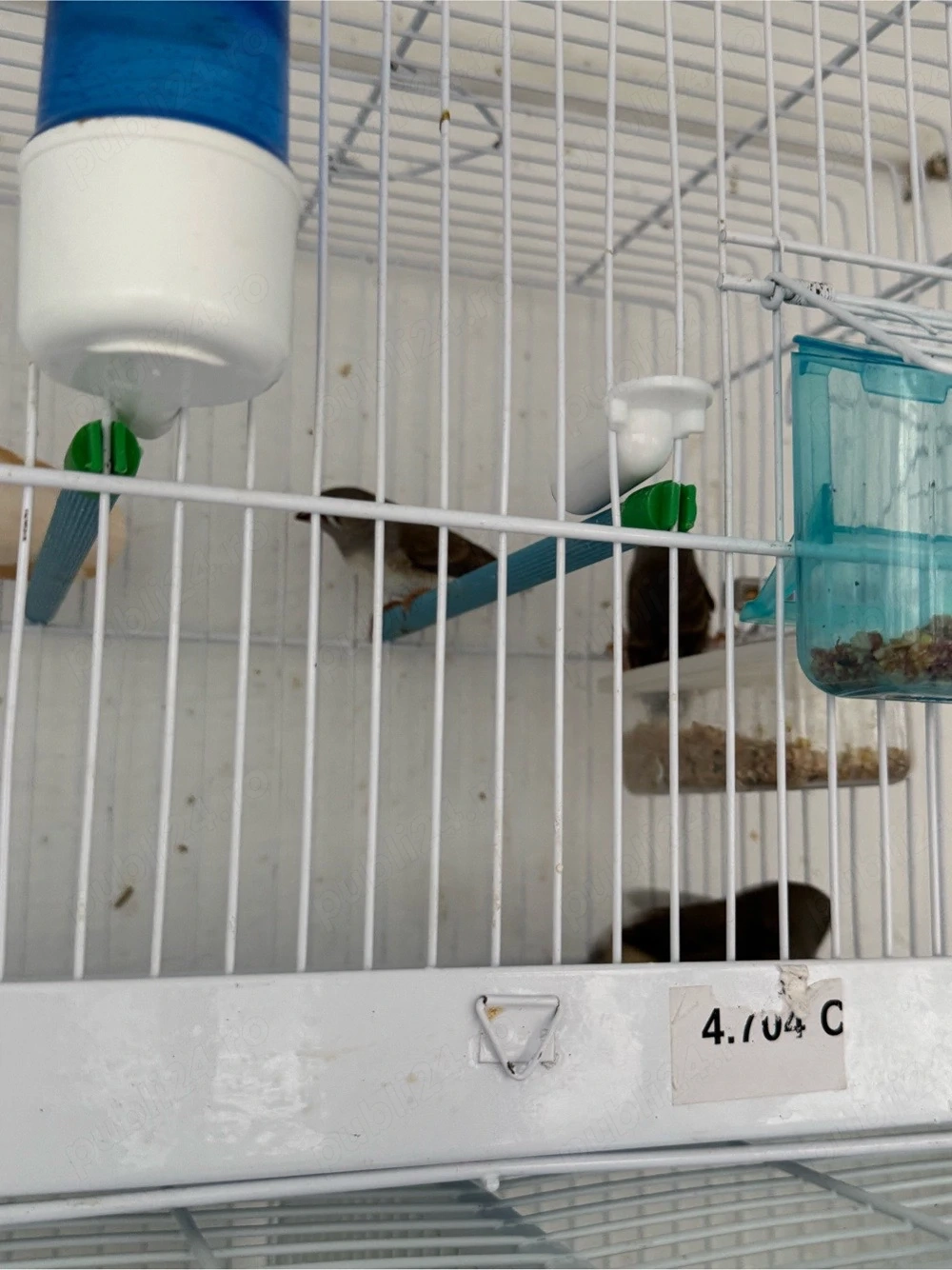 o pereche de zebre si puii