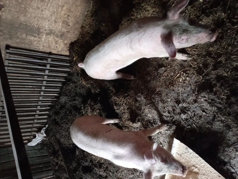 De vânzare purcei de carne 