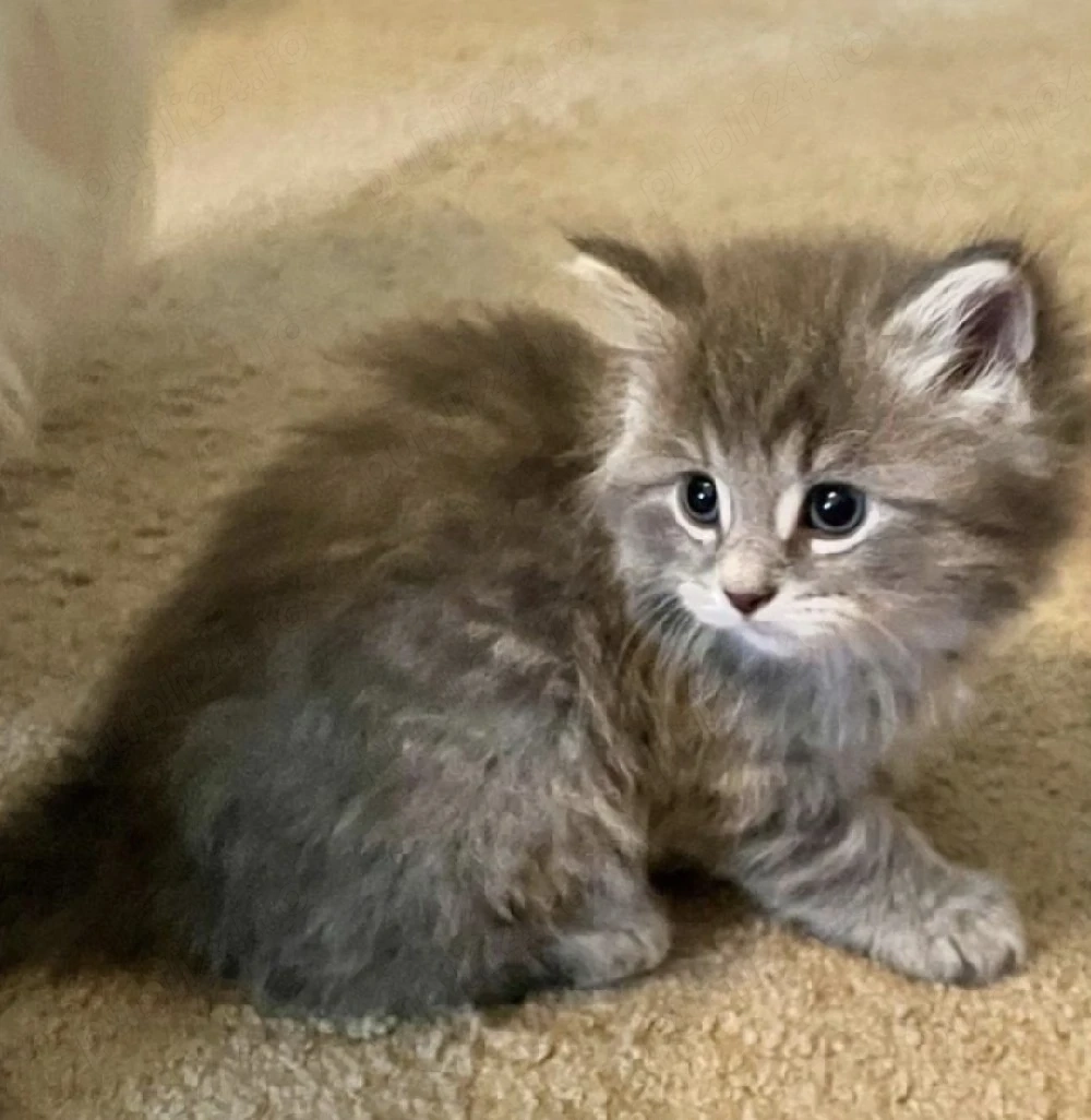 Siberiană de Pădure 