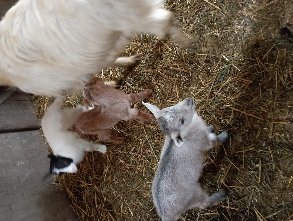 De vânzare două capre 