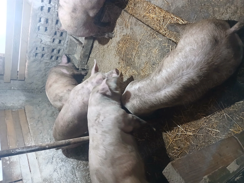 Porci de carne 135 145kg. 12 lei kg