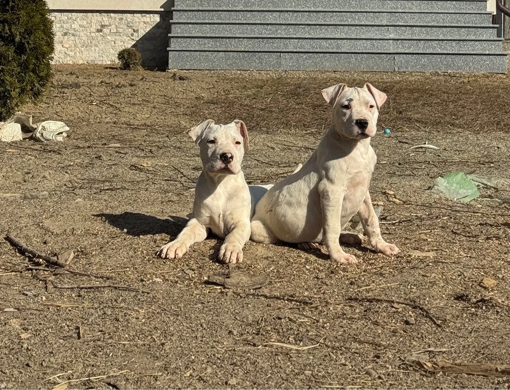 Disponibil Femela Dog Argentinian