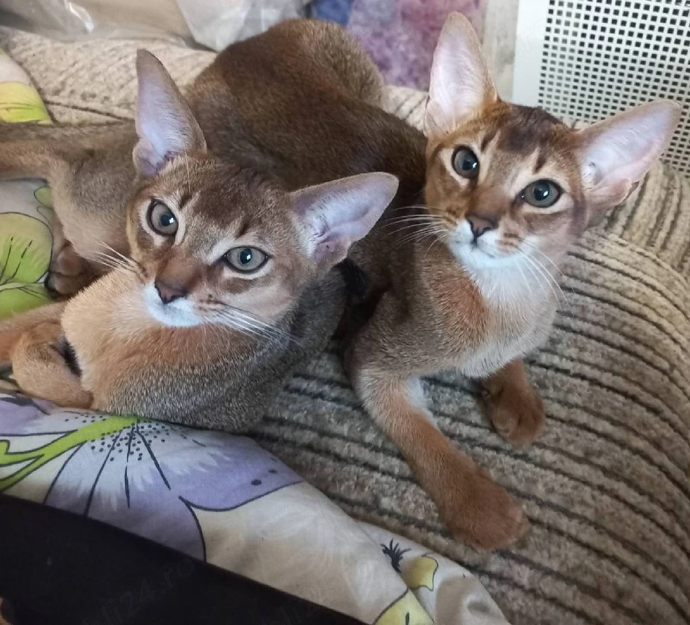  abisiniana pui pisica abysiniana 