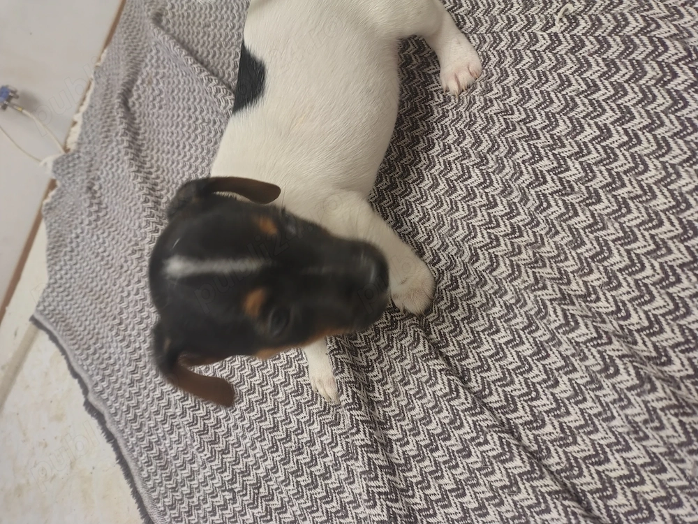 Jack Russell terrier tricolor puri vaccinați 