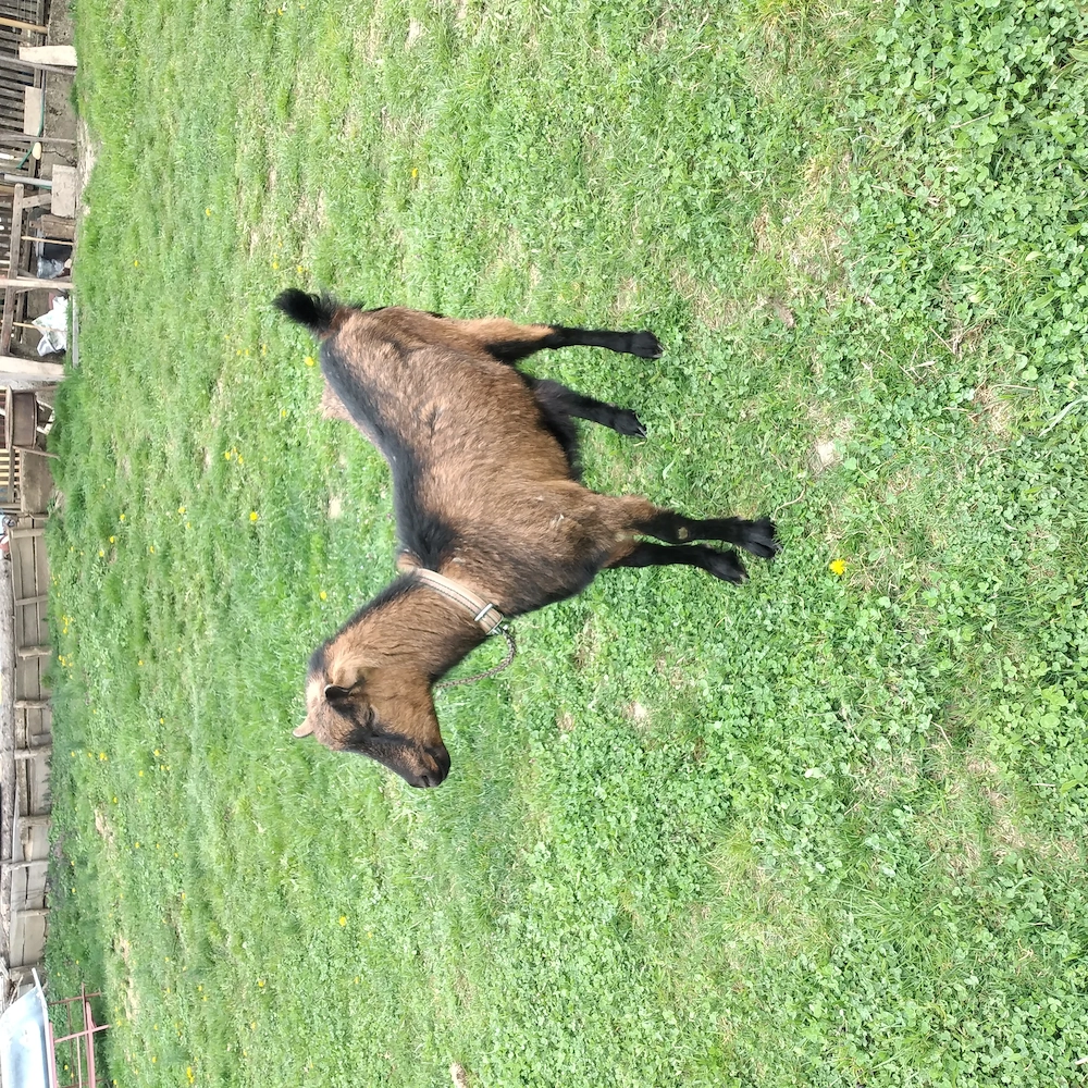 Vînd o capră și o iadă 