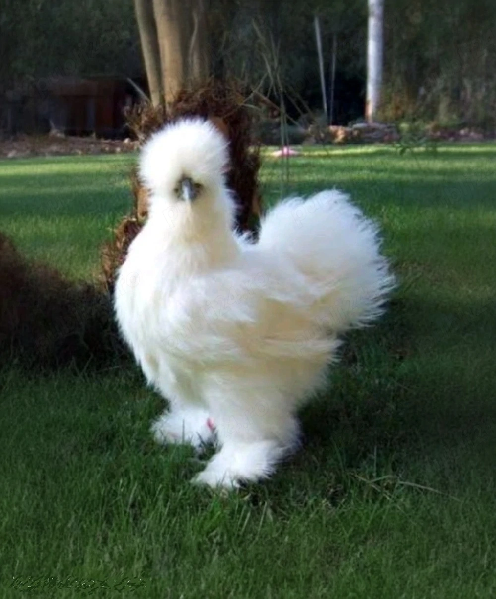 Vind un cocosel matase japoneza sau schimb cu gainuse