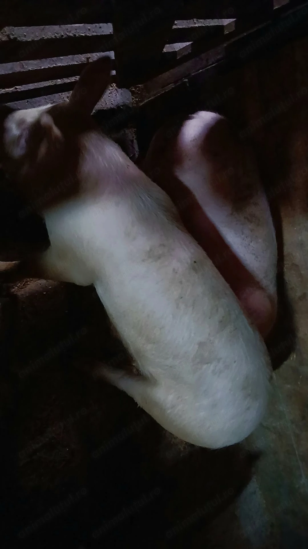 Vand purcelusi rasa landras-pietran