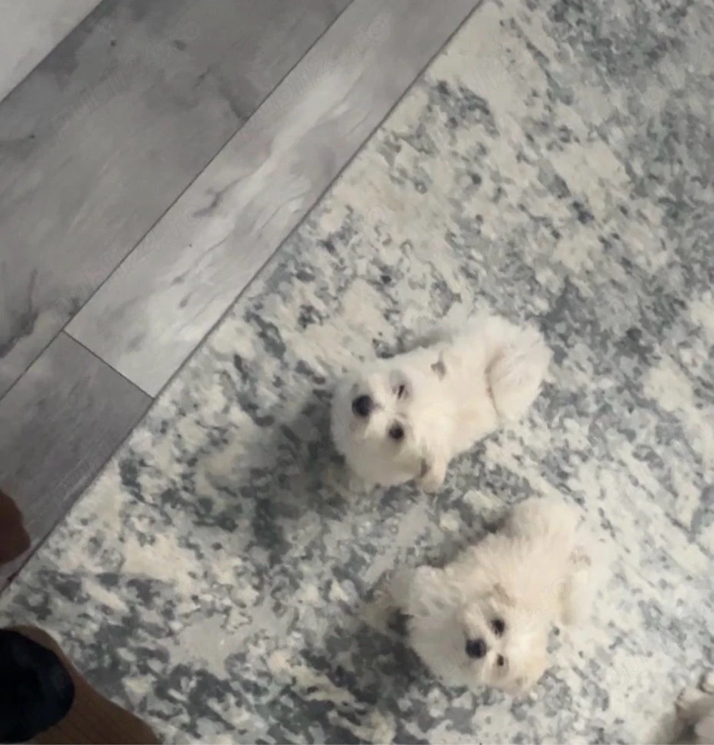 bichon maltez îsi  cauta casuta 