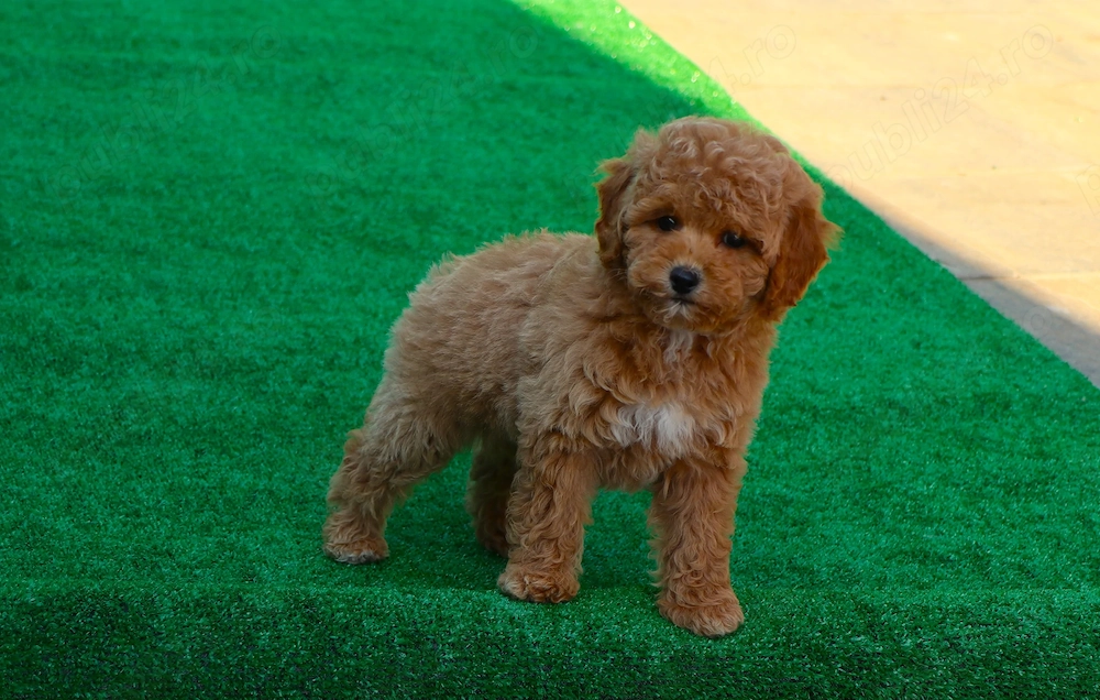 disponibili pui Pudel ( Canis,Barboncino ) toy si mini-toy rosu 