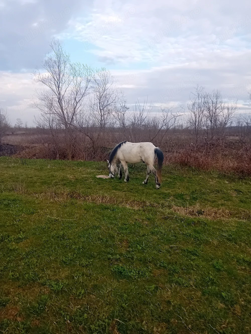 vand ponei talie nalta 