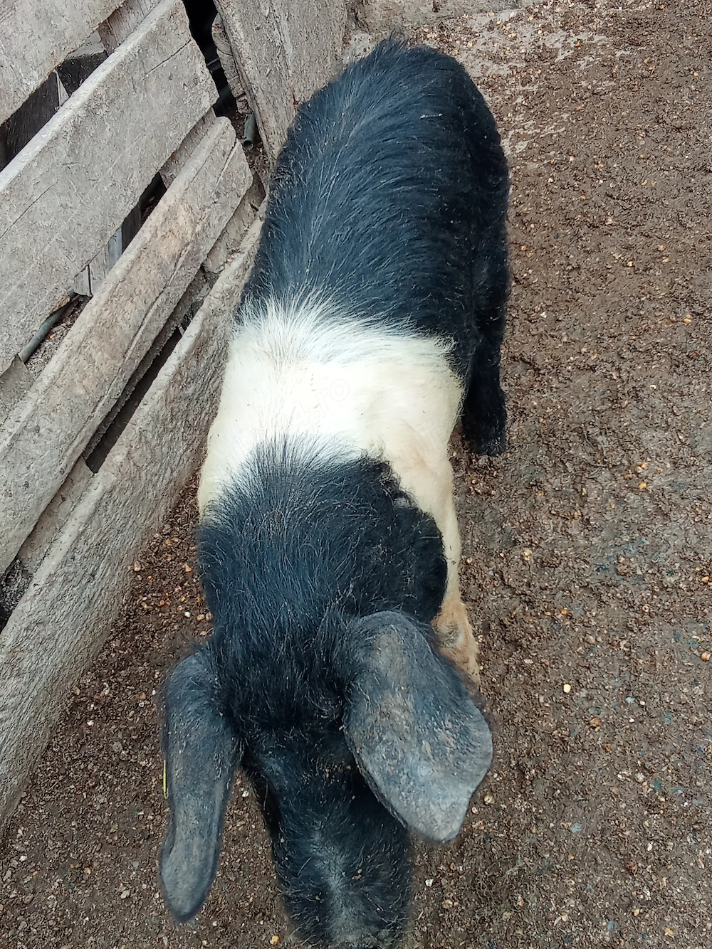 Se oferă spre vanzare