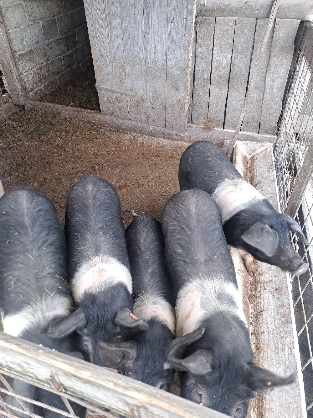 vand grasune bazna sau scroafe de taiat 