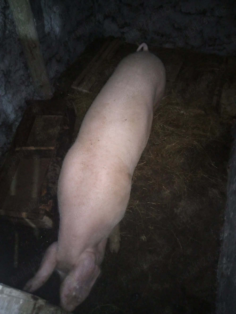 Vând scrofiță Landrace 