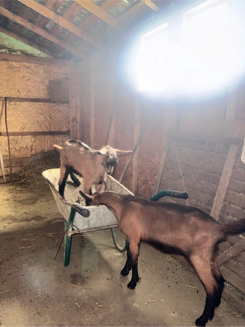 tapisori alpini francezi