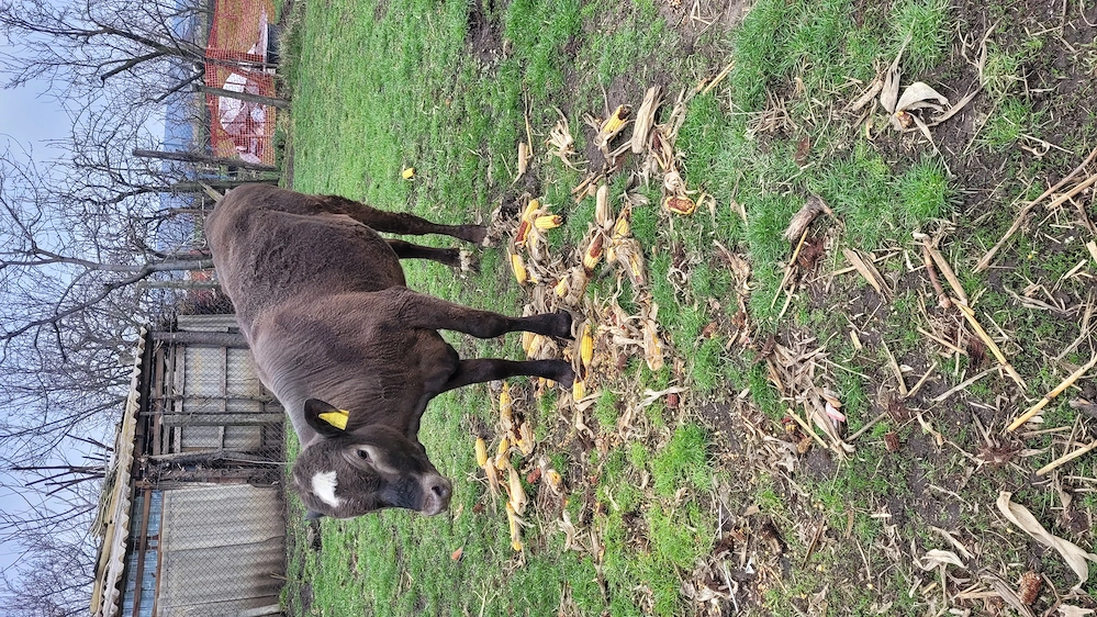 Vand junica de 10 luni.