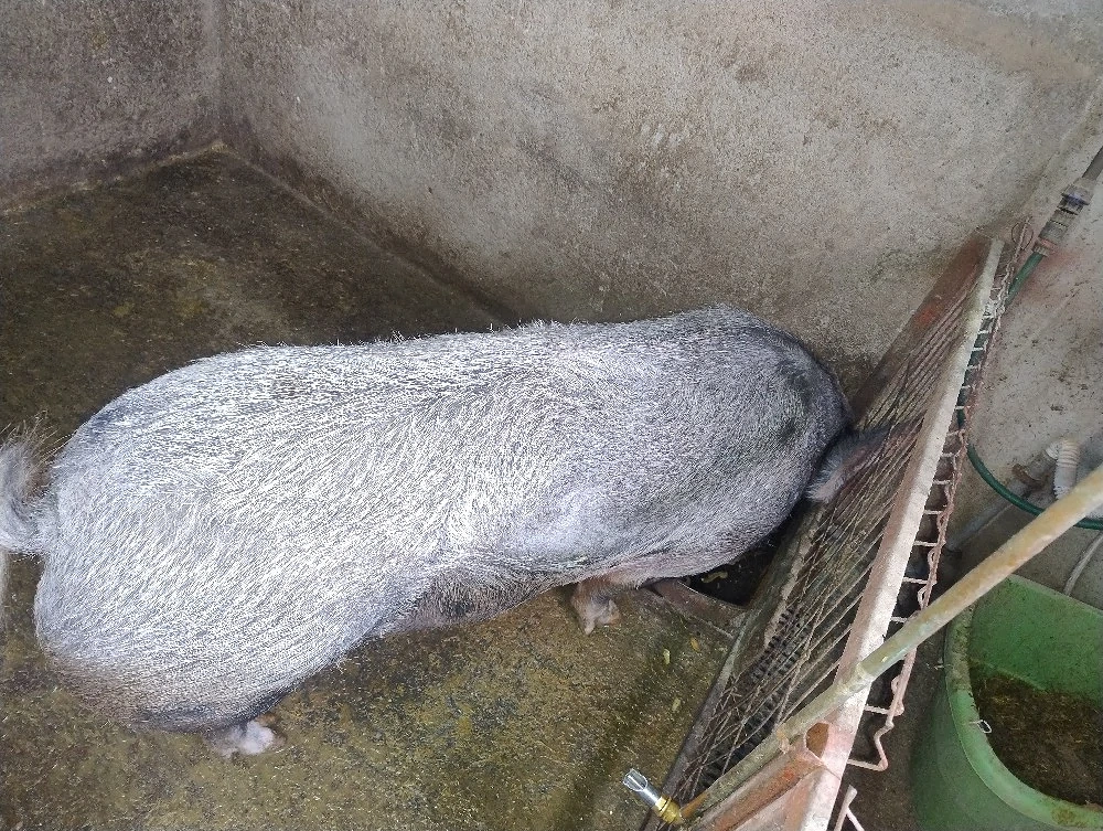 purcea pt sacrificat