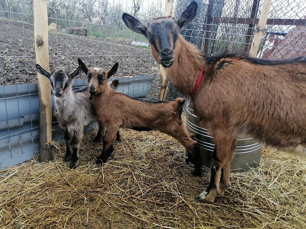 Vând caprita cu iez rasa alpin francez