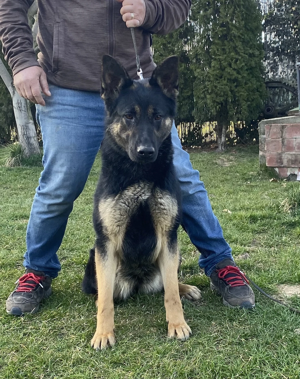 Vând femela ciobănesc german linie de lucru 