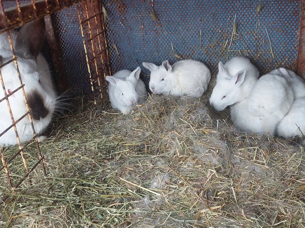 Vând iepurași drăgălași 