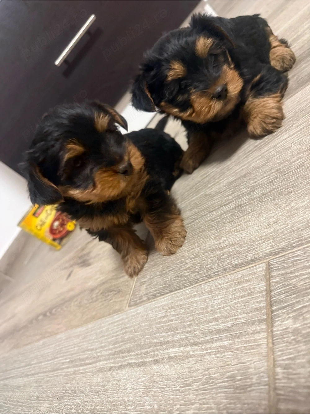 vand cacei York Shire Terrier