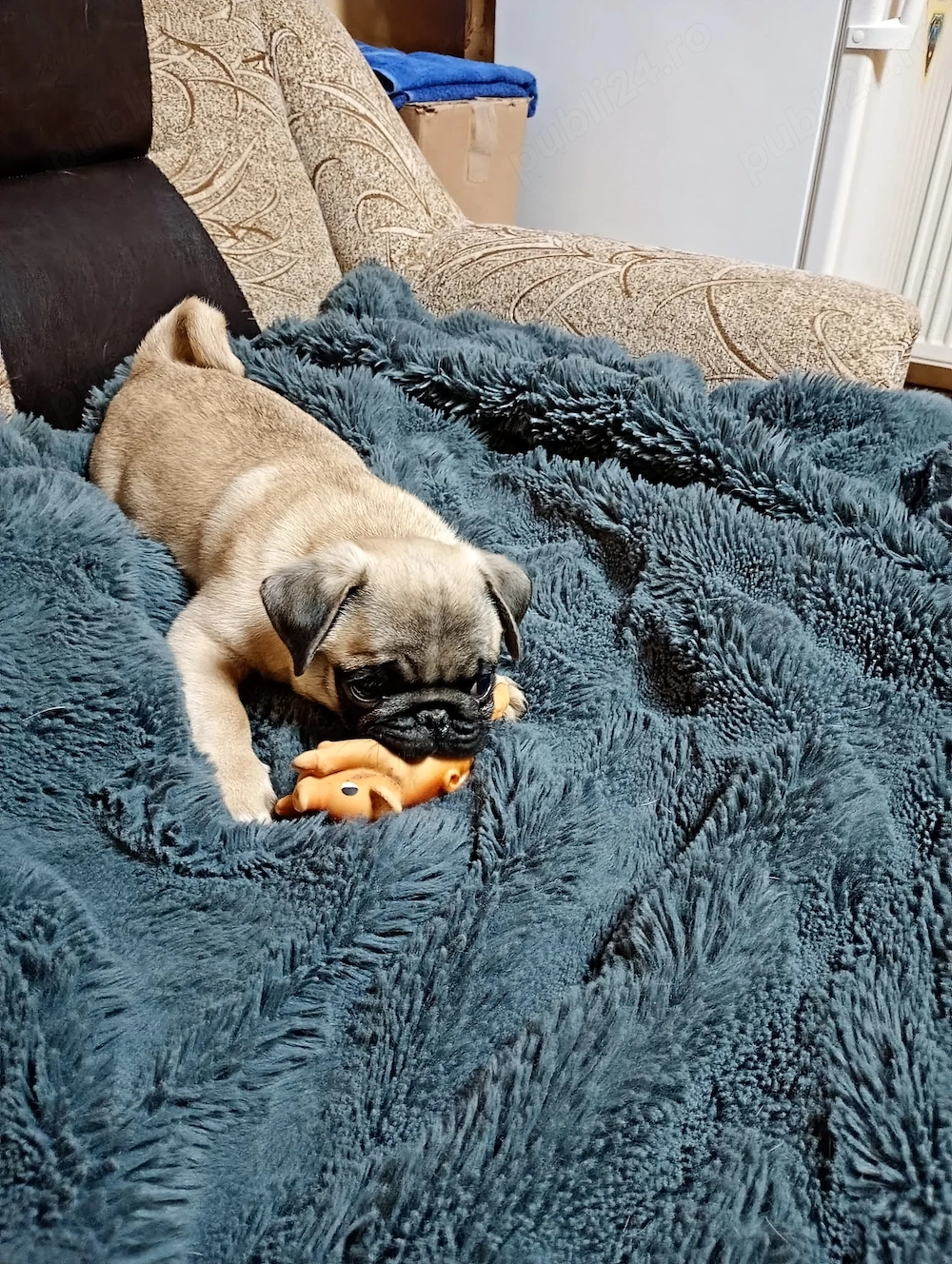 PUG MOPS  1 Baietel | 3 luni Cluj