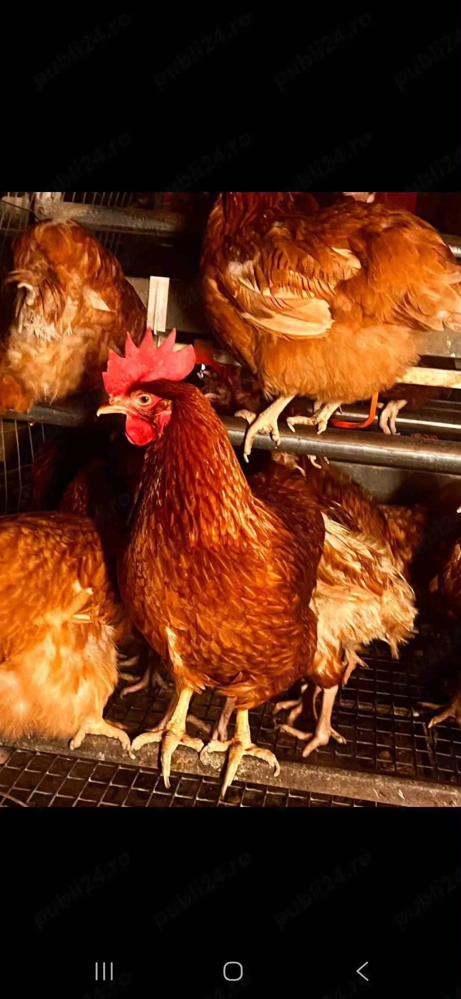 Gaini roșii ouătoare 2.2,5kg 20 de lei bc