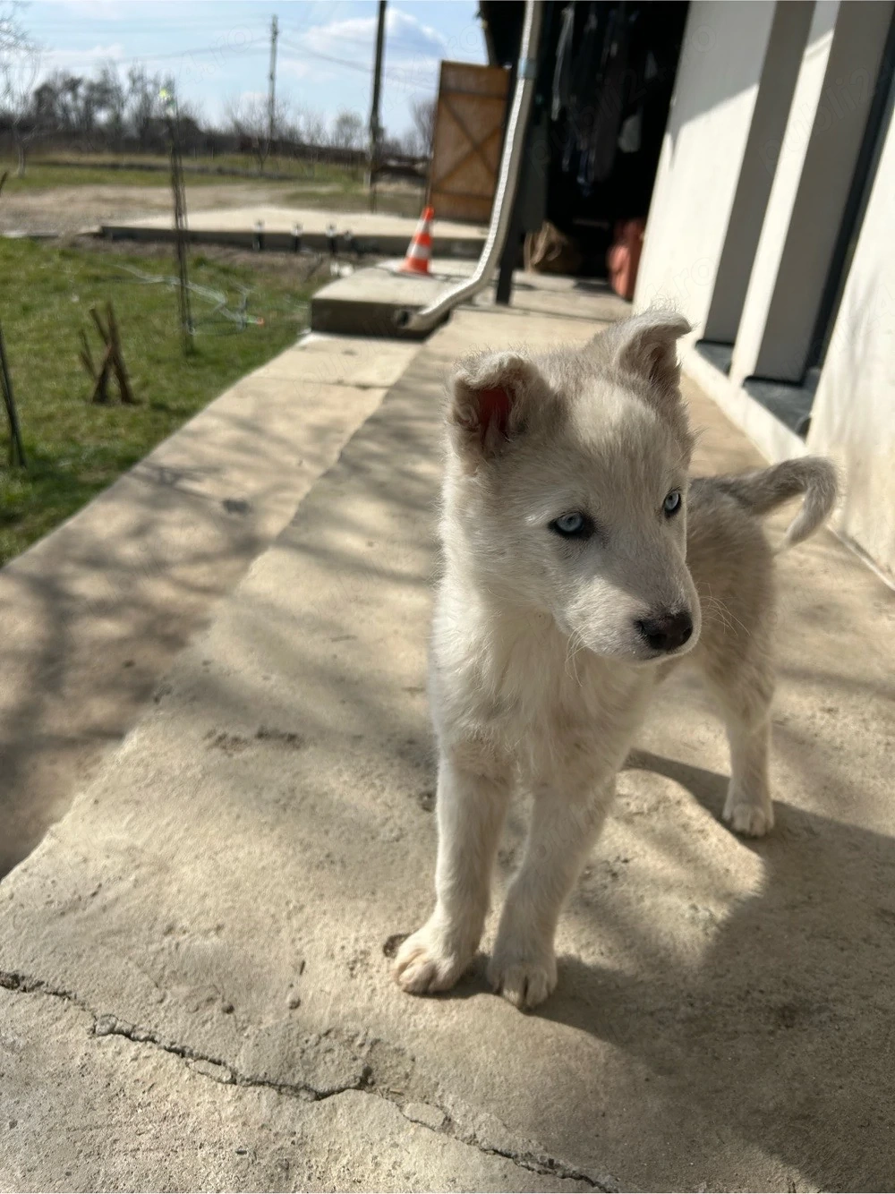Pui Husky 
