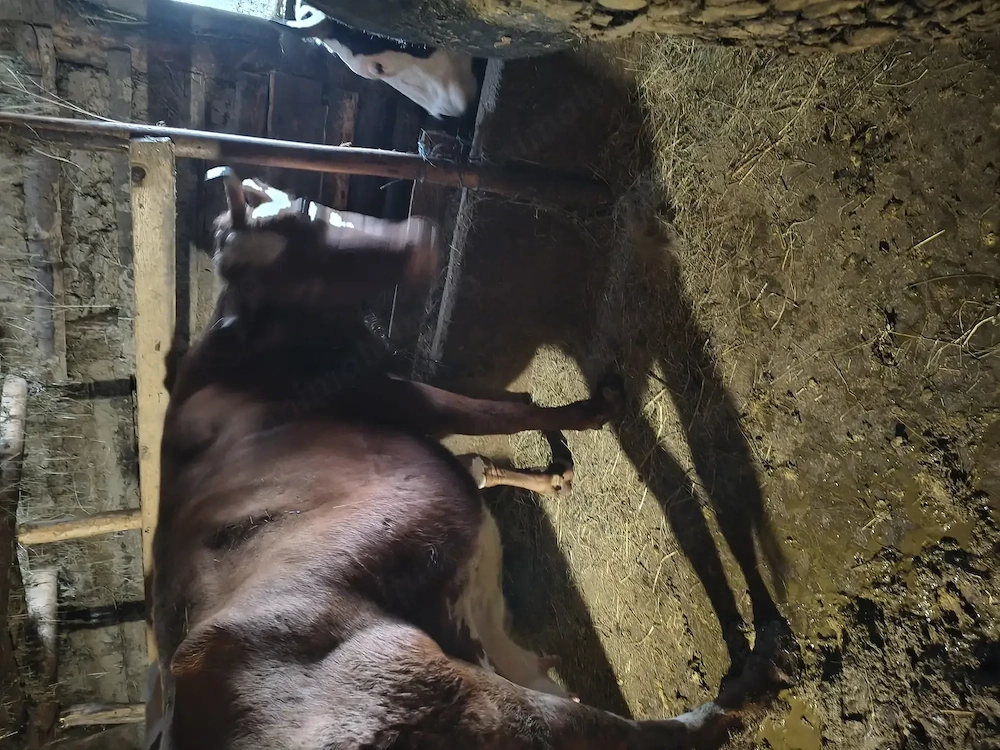 Bălțata românească , gestanta 