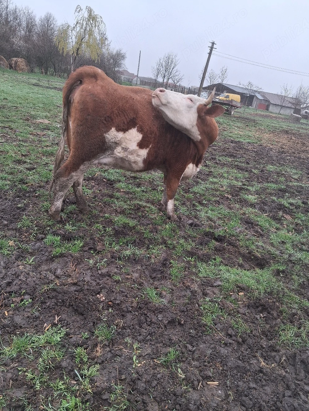 vând o juninca gestanta