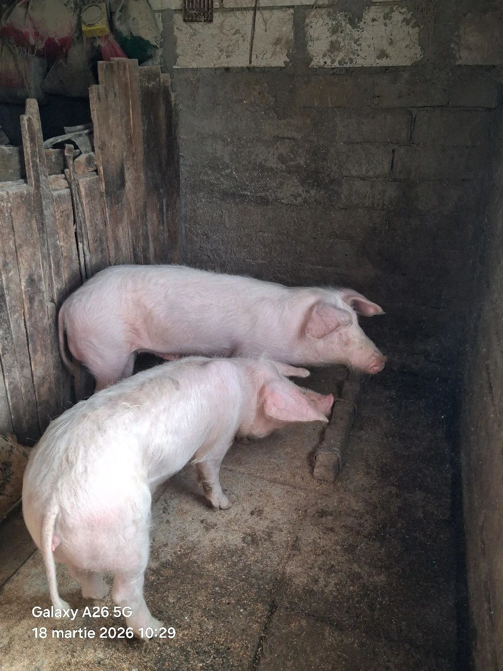 porci de vânzare ( citiți tot anunțul)