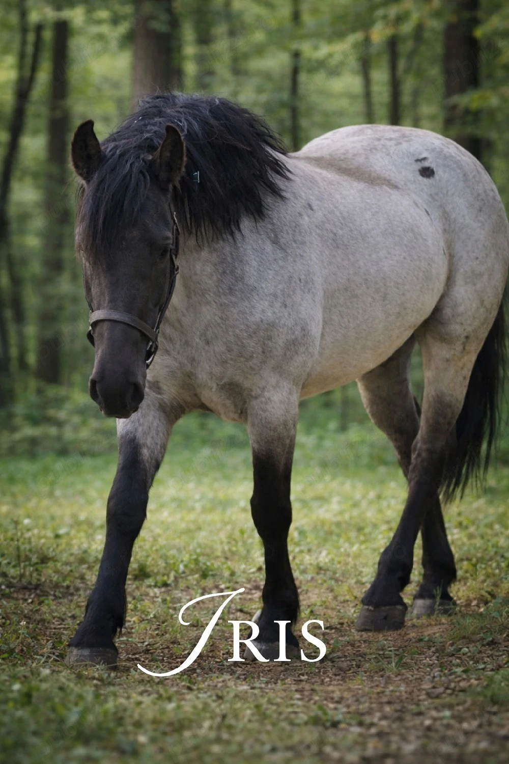 Manza 3 ani foarte frumoasa   caii